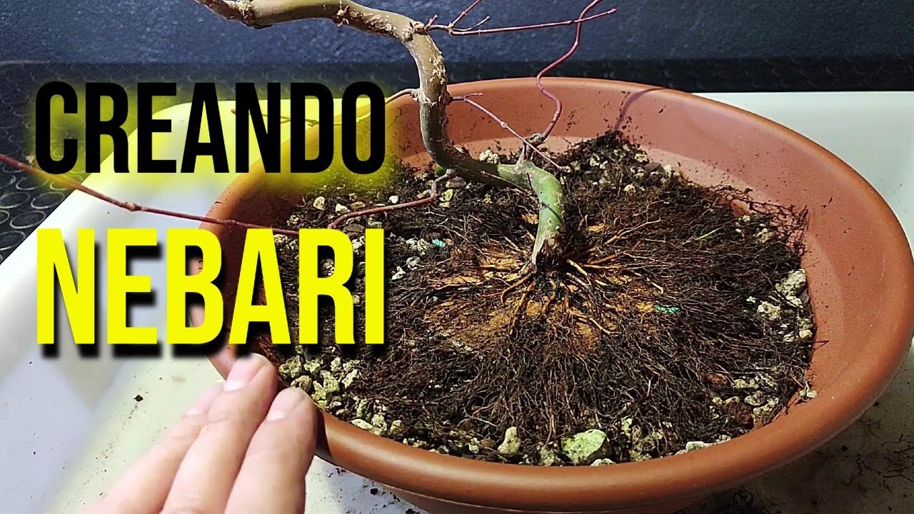 Cómo crear Nebari en un Acer Palmatum desde Cero - BONSAI