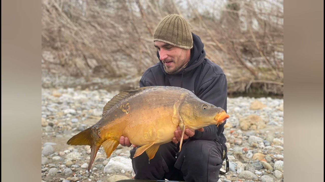 A la recherche du spécimen au feeder en rivière.