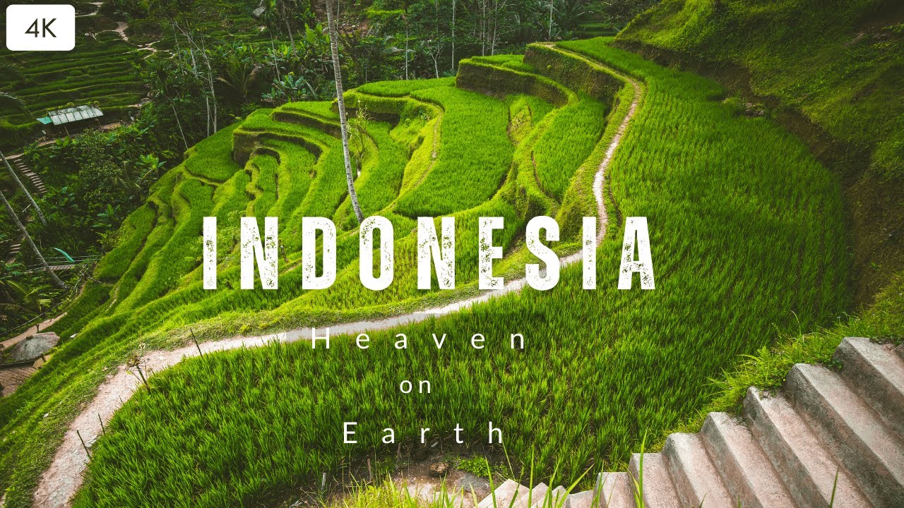 4k Relaxing Safari | Journey Of Indonesia |#4k #indonesia #indonesianfood