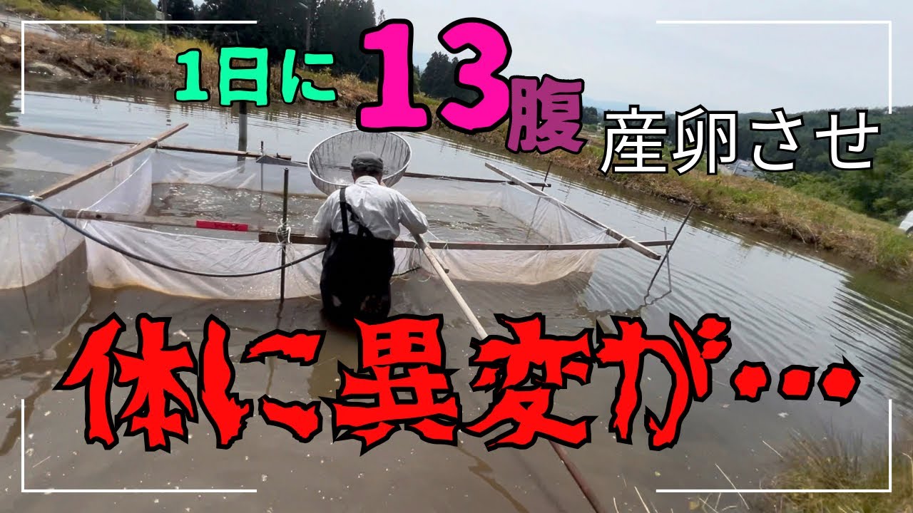 錦鯉の卵を産むプロセス#錦鯉販売 #koi #塩田養鯉場