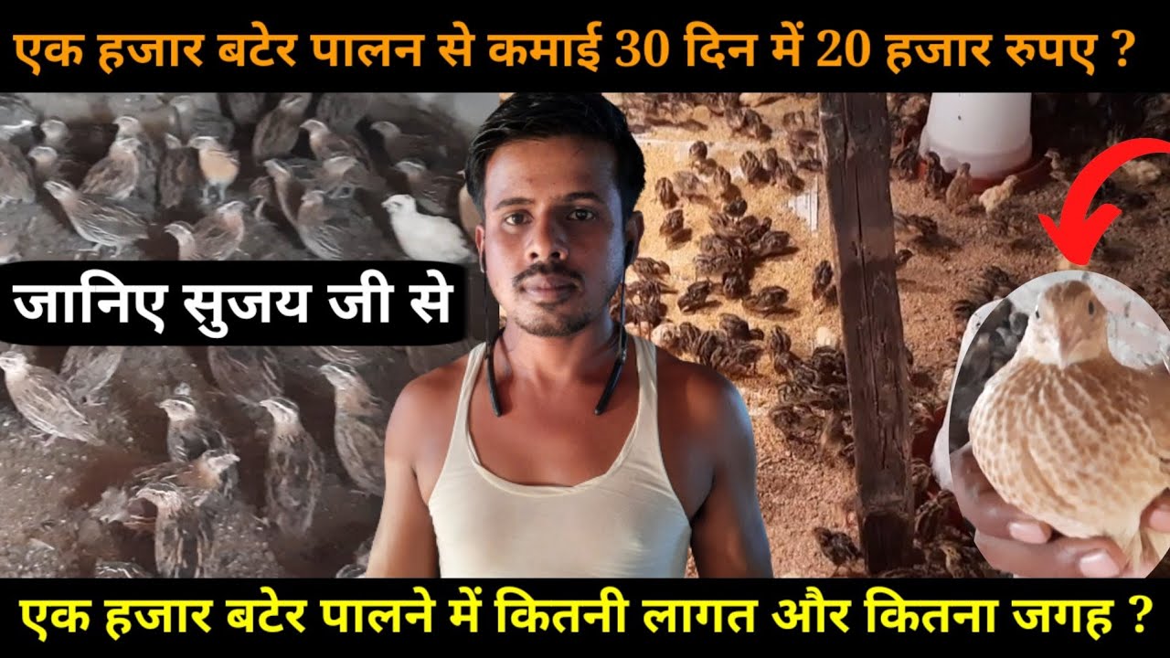 मात्र 1000 बटेर पालन कर 30दिन में कमाएं 20 हजार रुपए, आप भी कर सकते है बहुत ही कम लागत में