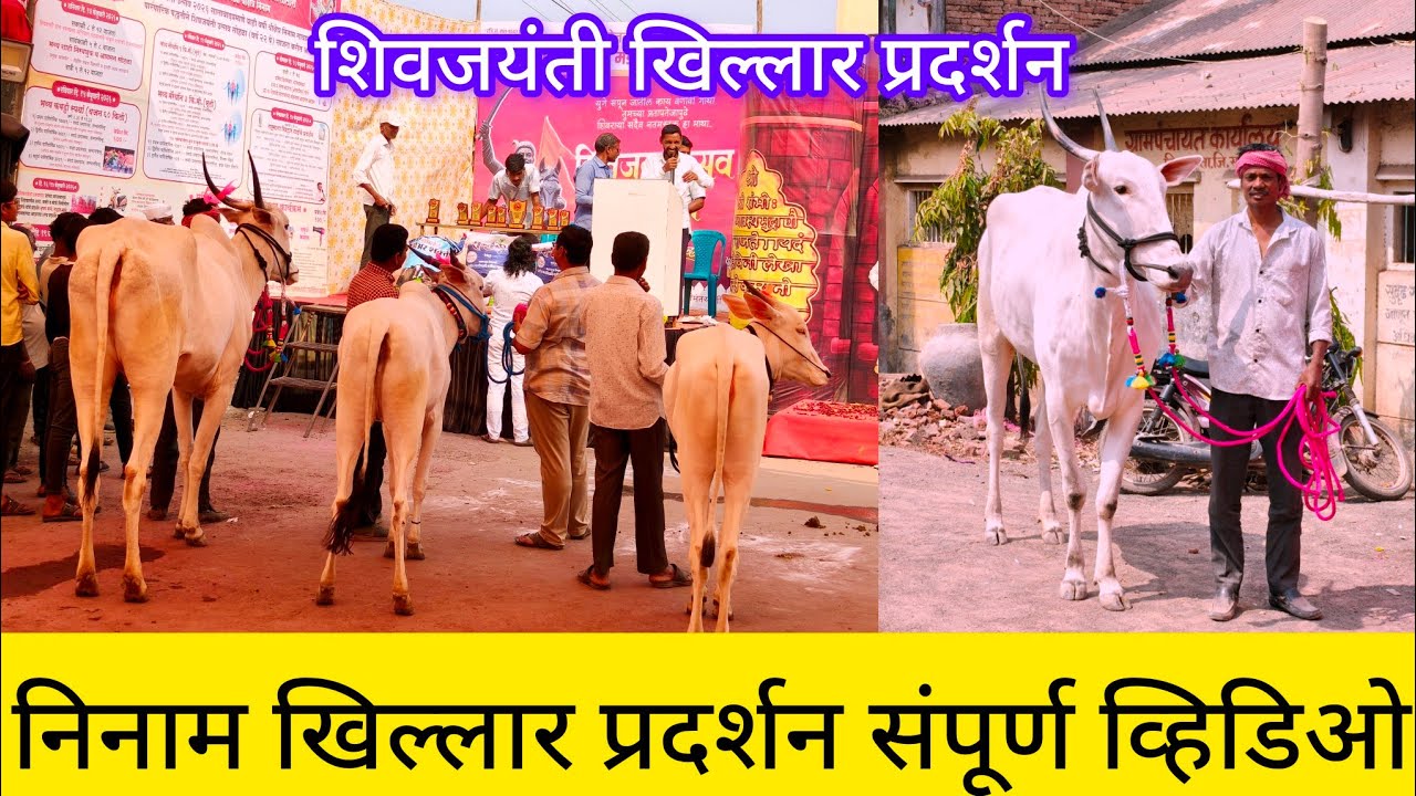 निनाम खिल्लार प्रदर्शनातील संपूर्ण व्हिडिओ #निसर्गाची_नाळ 