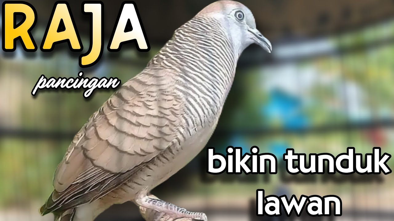 Perkutut lokal gacor raja pancingan lawan tunduk 