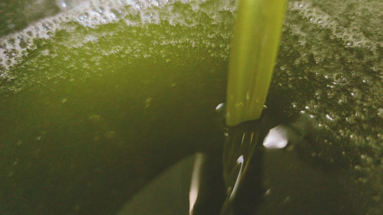 Extracción de Aceite de Oliva Virgen EXTRA