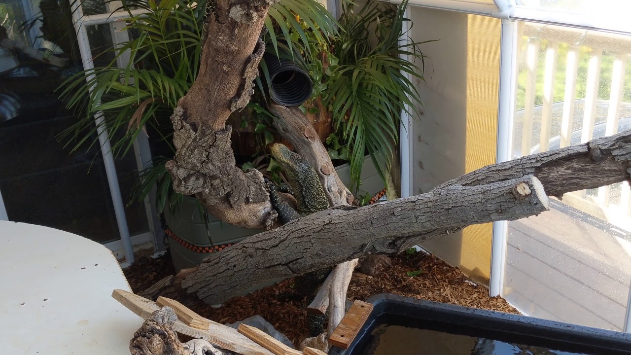 Croc Monitor Breeding Behavior!