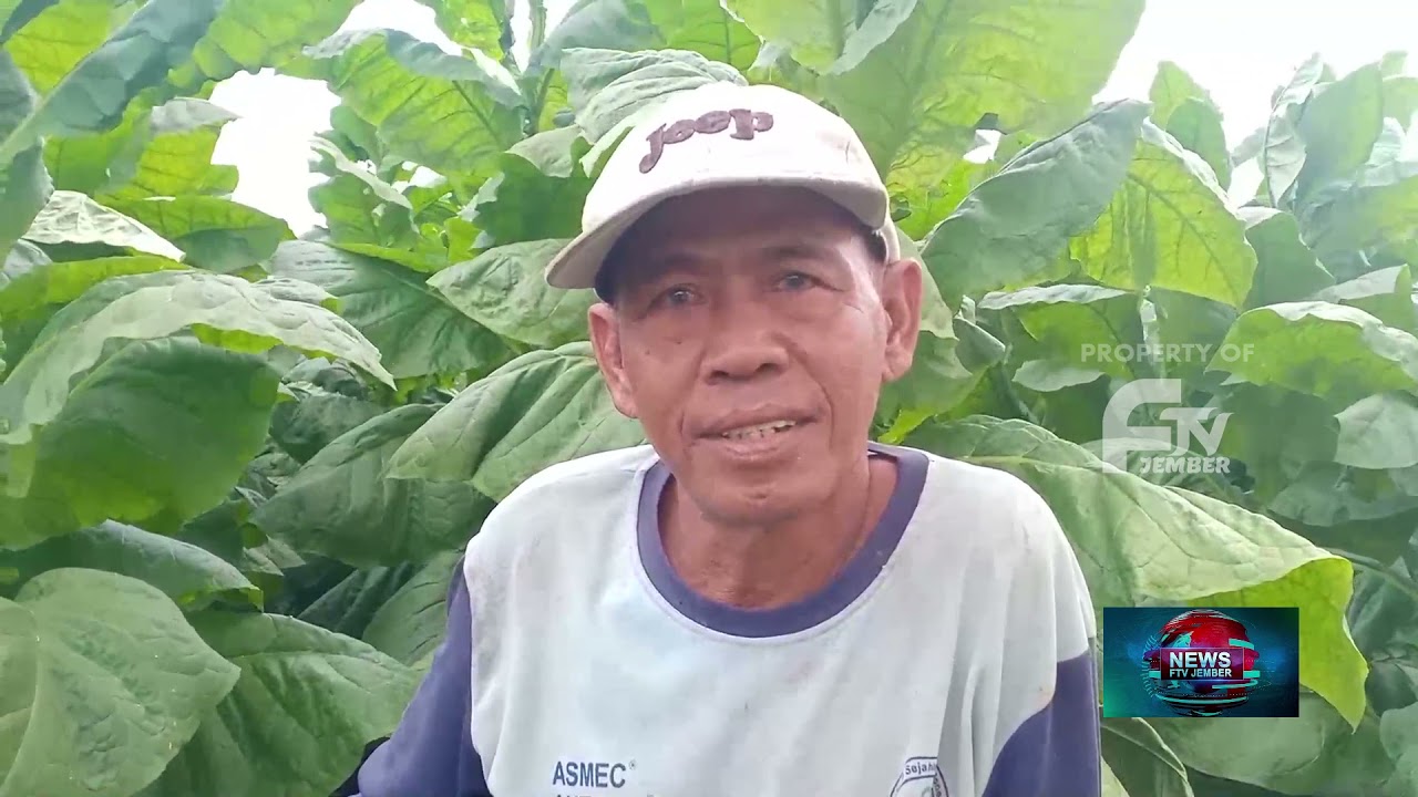 POTRET PETANI TEMBAKAU AMBULU JEMBER