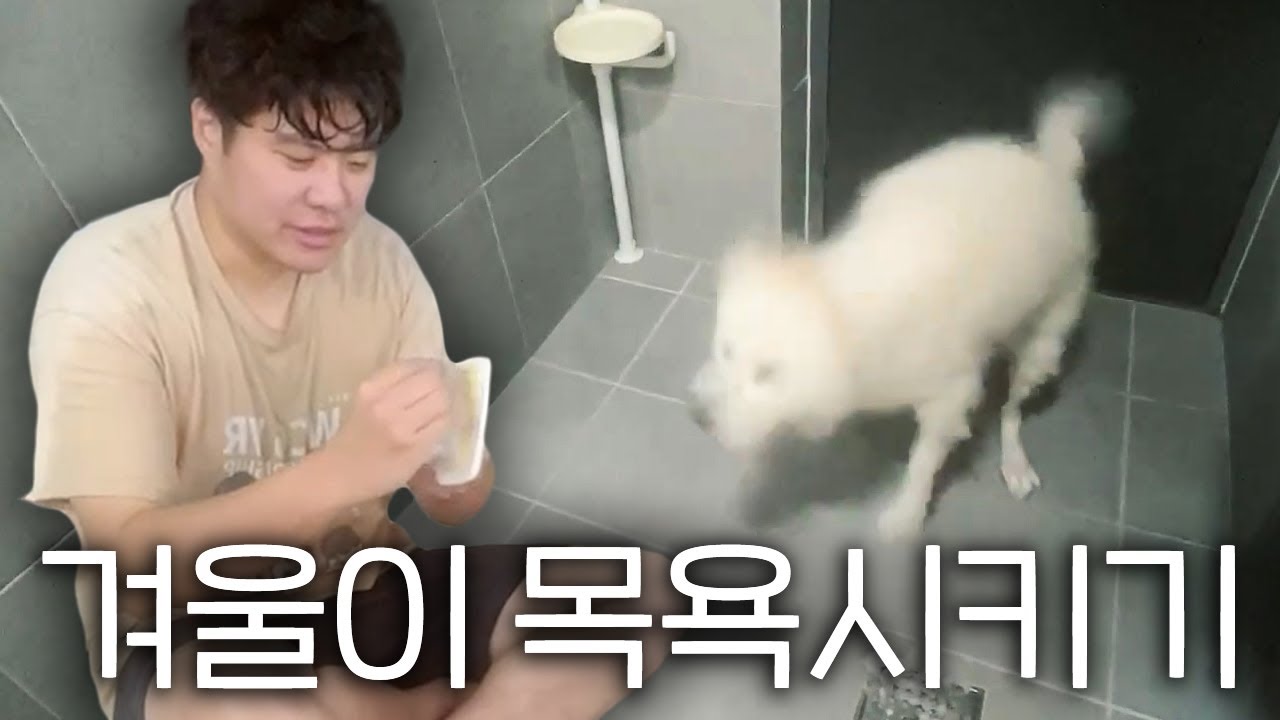 탈수기가 된 개와 눅눅해진 인간