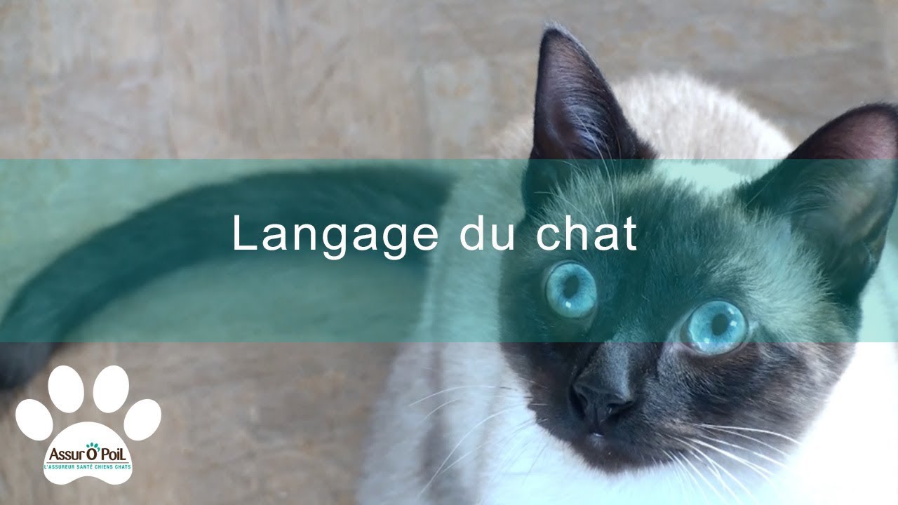 Langage du chat : 5 points pour mieux l'interpreter  | Assur O'Poil