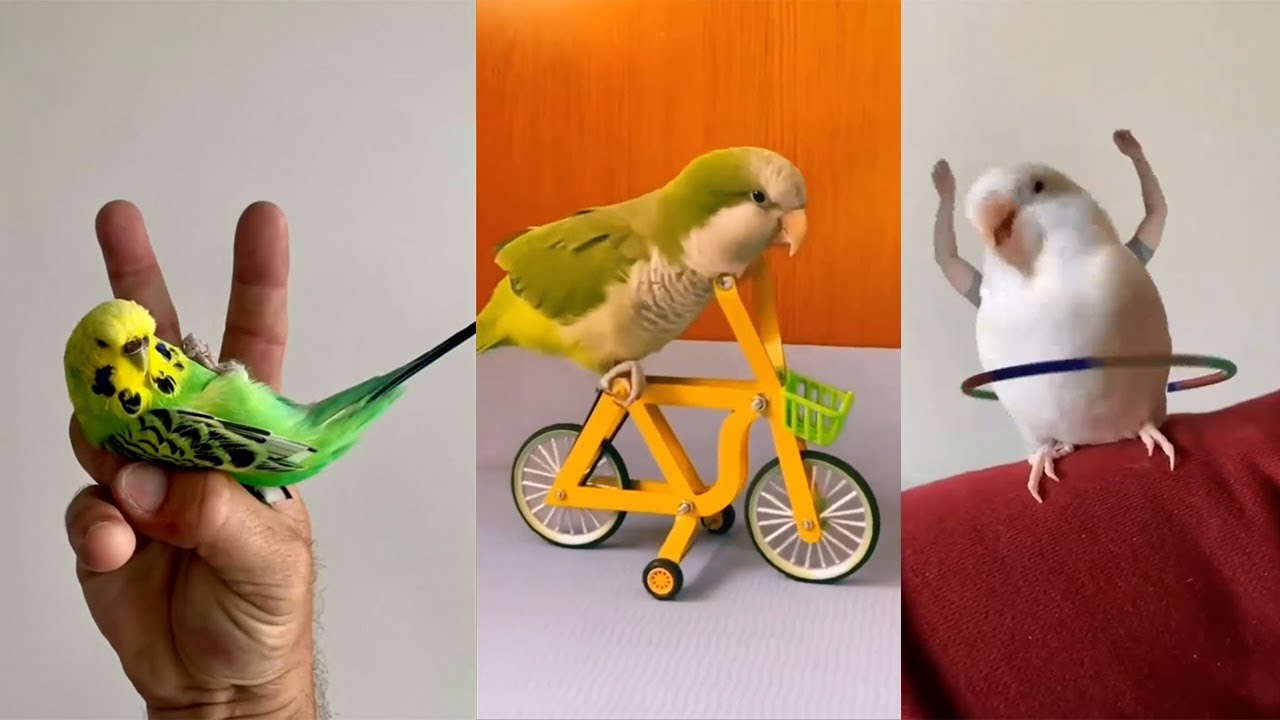 FUNNIEST Parakeets & Parrots – Try Not to Laugh Challenge