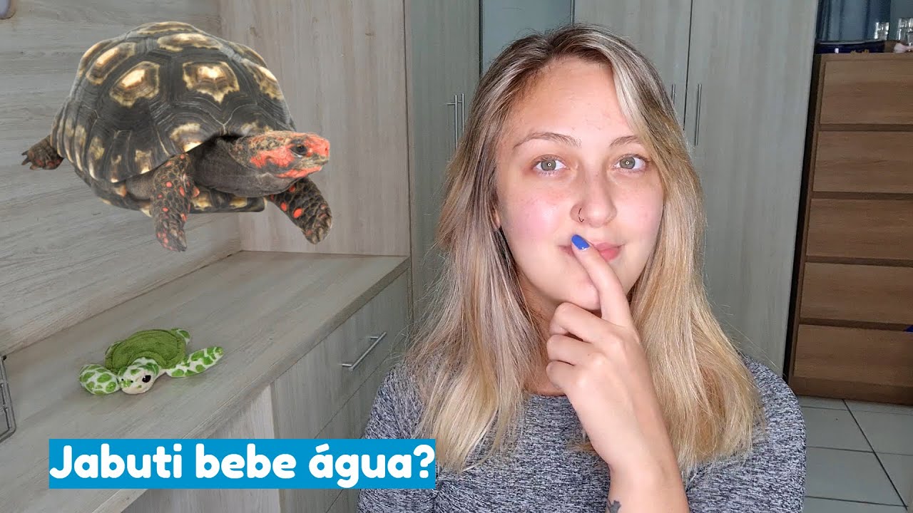DÚVIDAS QUE MAIS RECEBO SOBRE JABUTIS | Julia Maciel