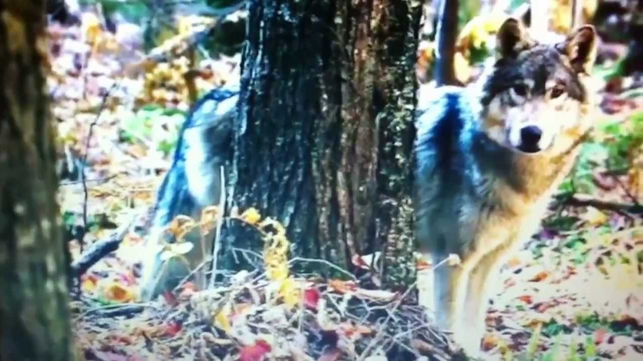 Josh meeting his wolf
