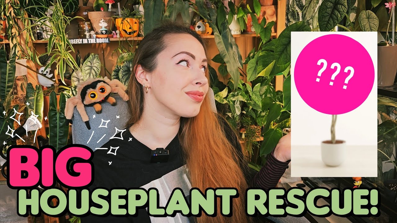 Houseplant rescue from trash 🗑🌴
