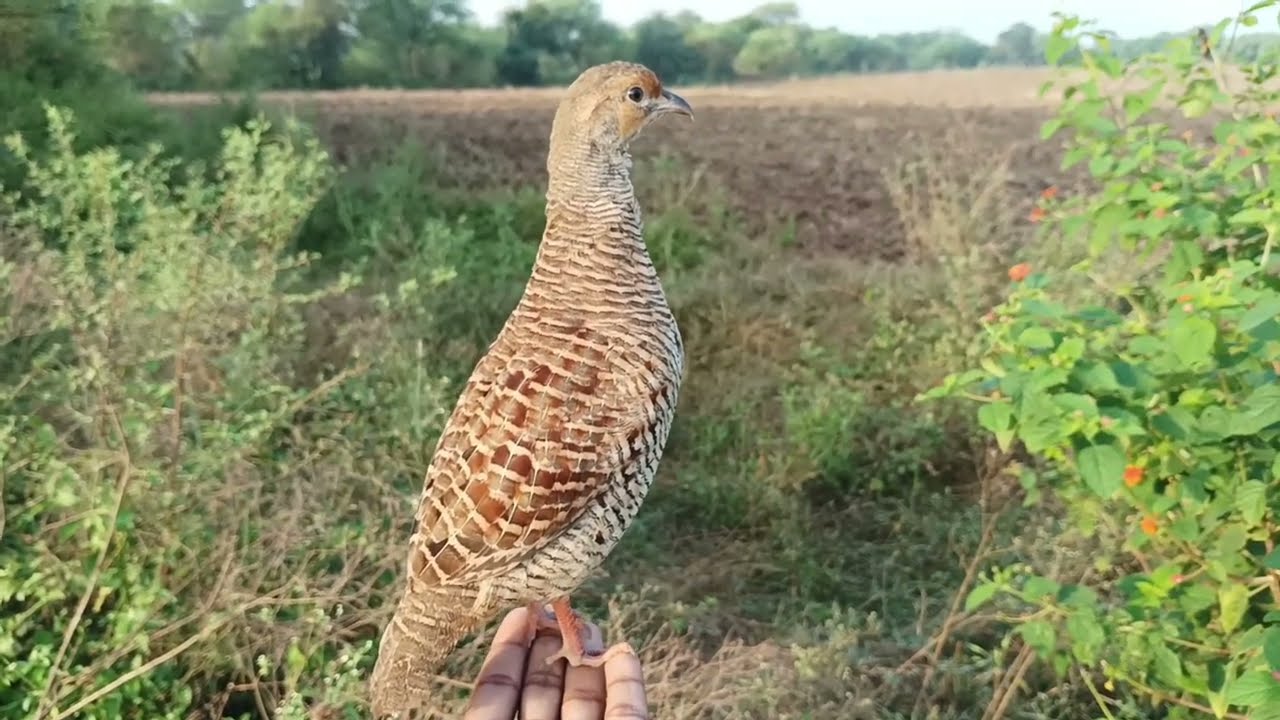 Best female teetar awaz | Francolin female calling | Mada teetar sound video
