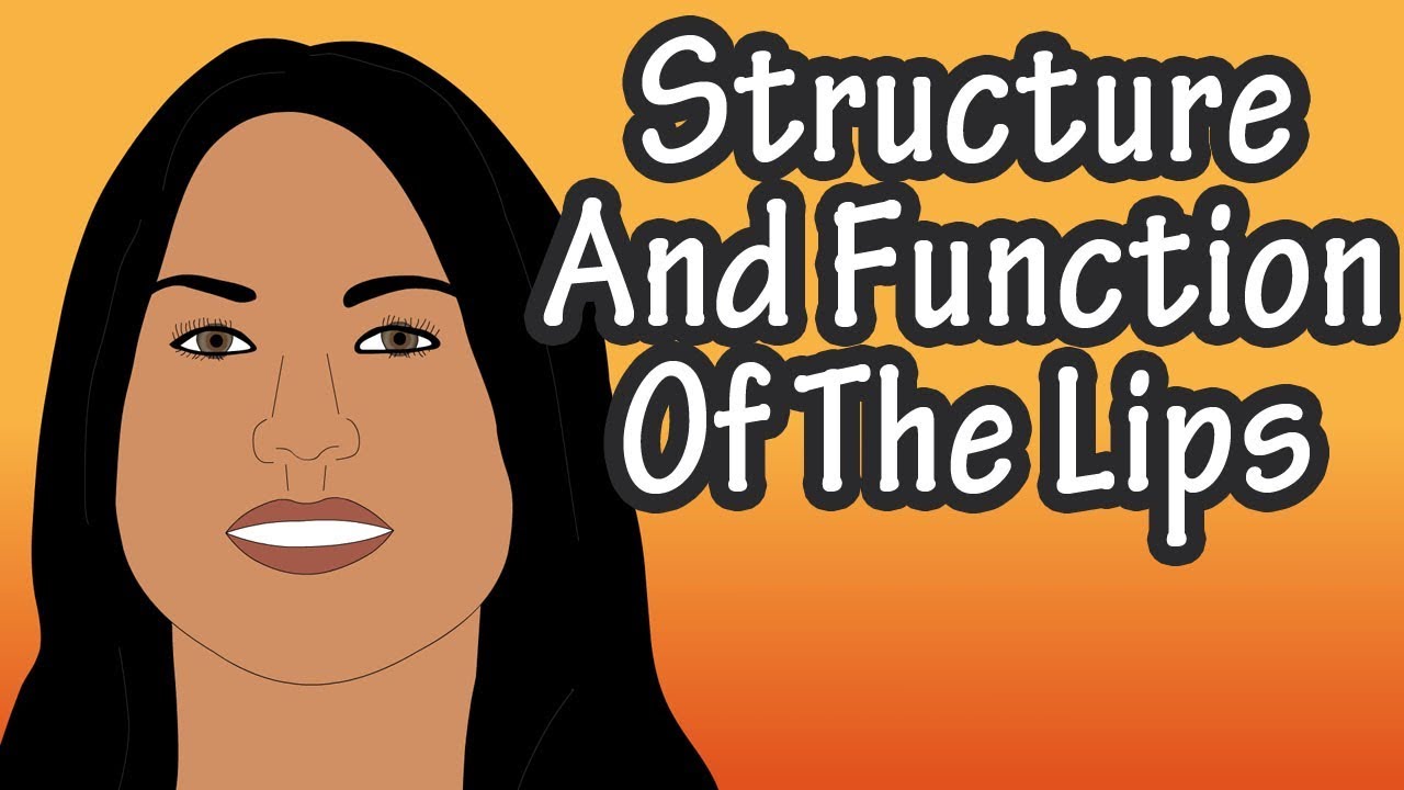 Structure Of The Lips - Functions Of The Lips - Skin Of The Lips - Why Are The Lips Red