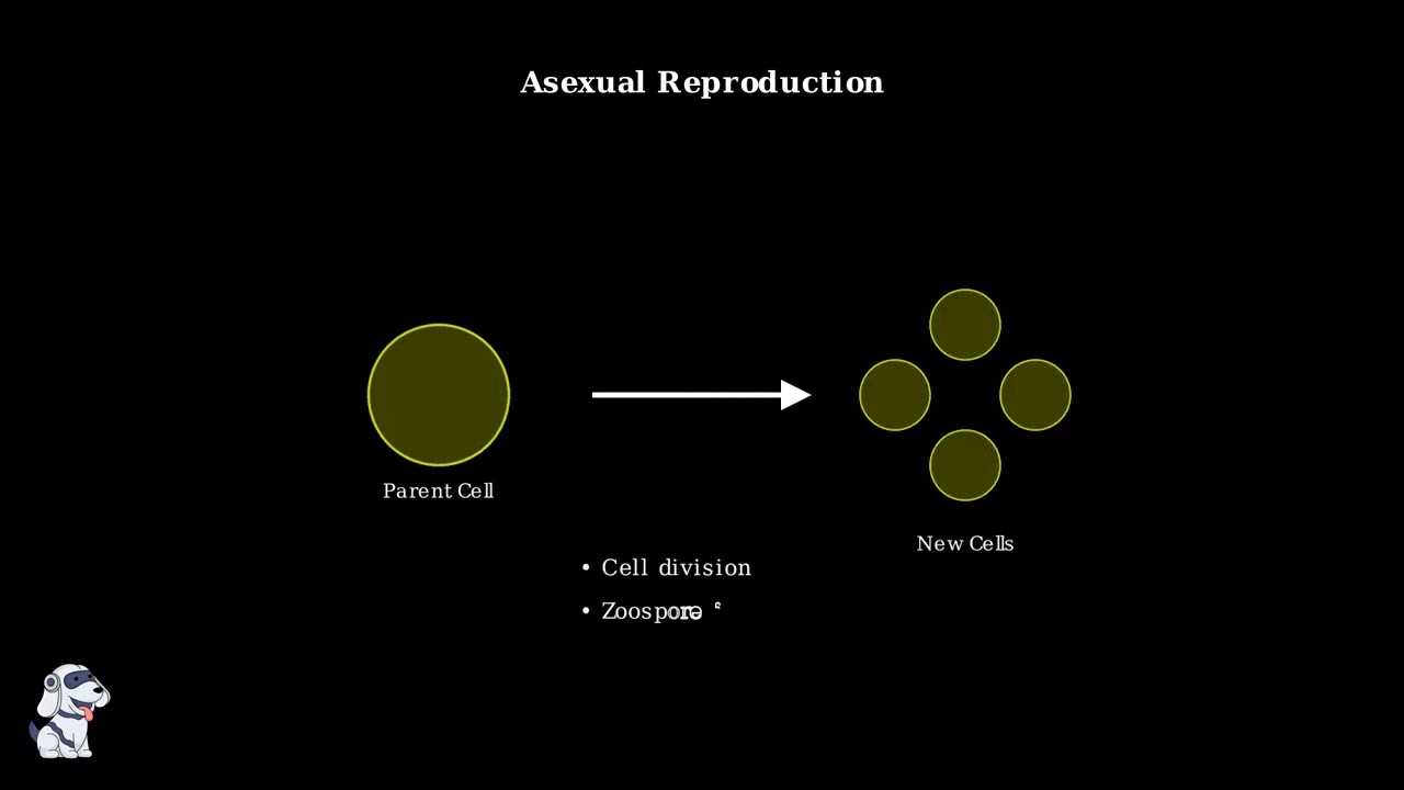 Types of Algae With their example