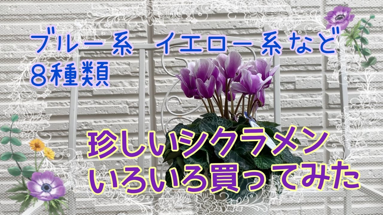 🌹【珍しいシクラメンに出会いました！】