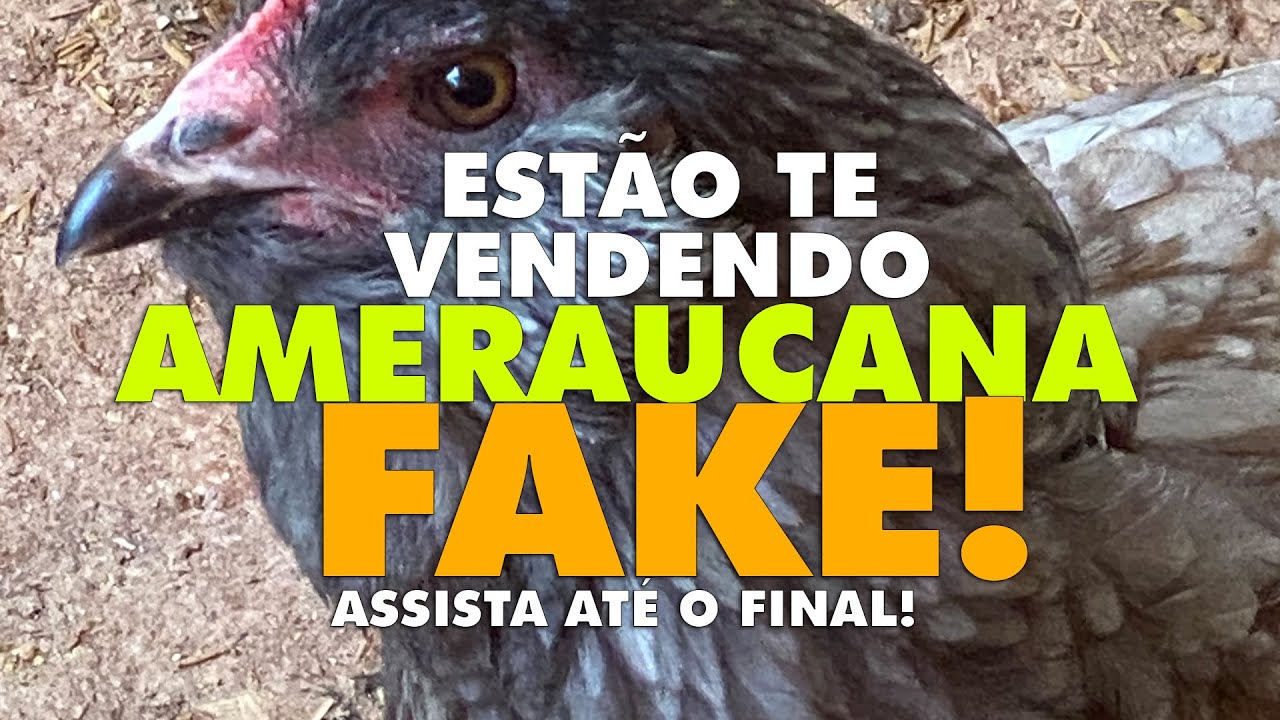 Ameraucana Fake!