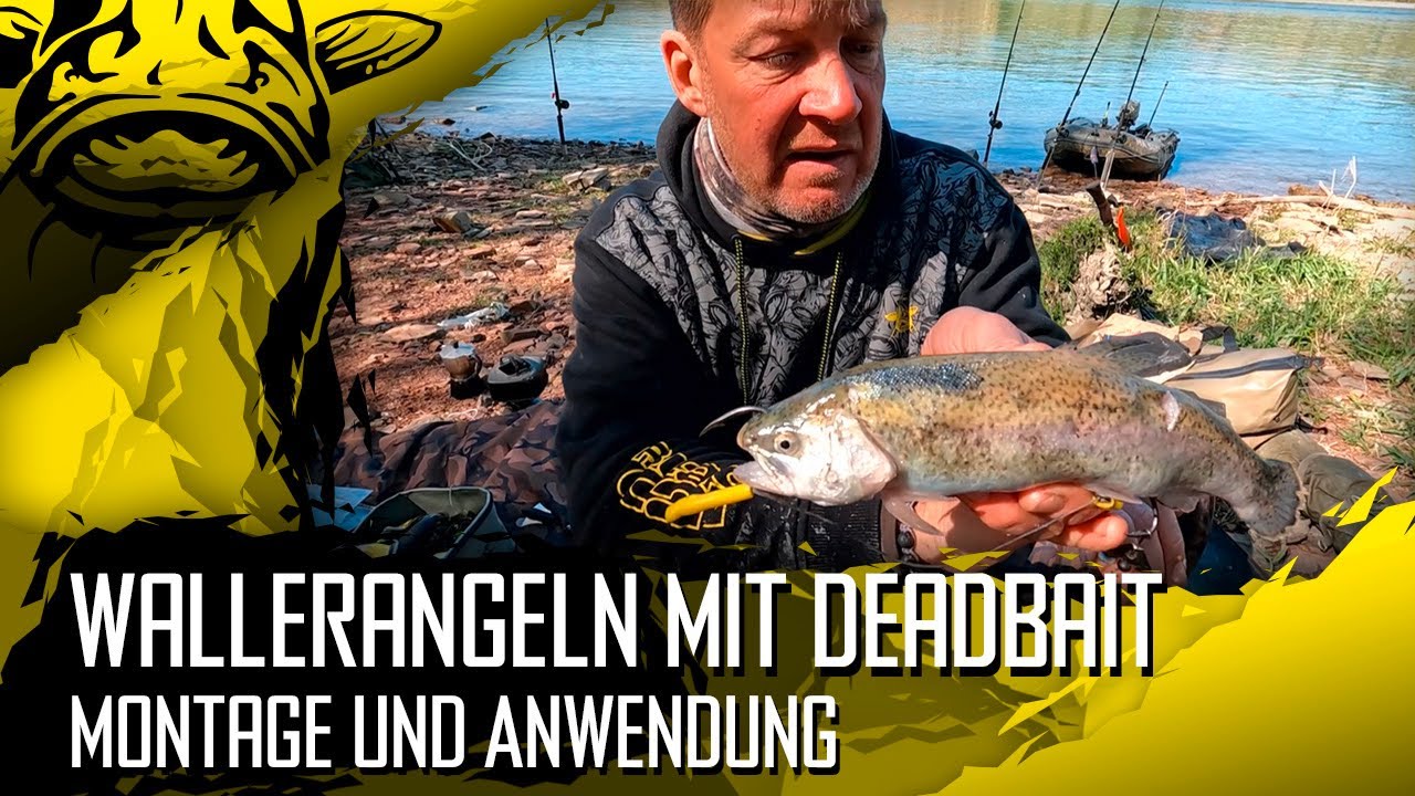 Wallerangeln mit DEADBAIT | Montage und Anwendung | Welsfischen mit totem K&ouml;derfisch