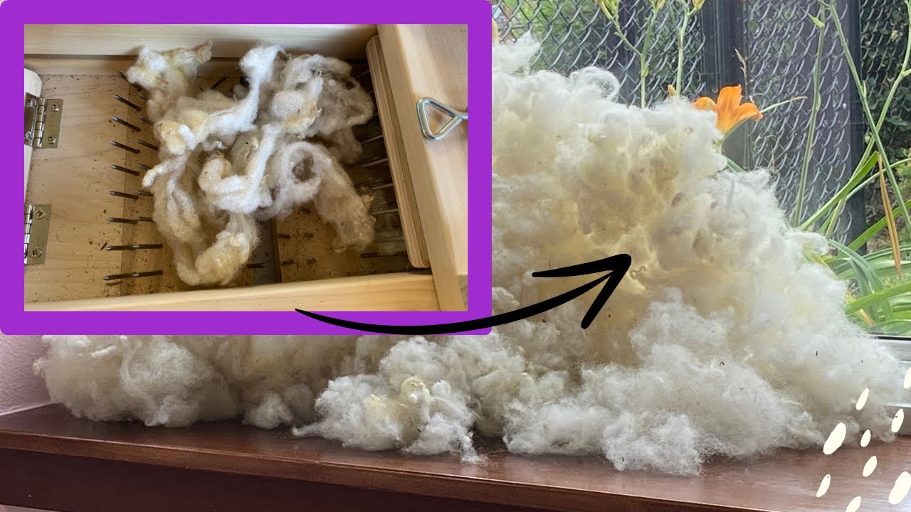 How to use a box picker to Get veggie matter out of wool with amazing results!