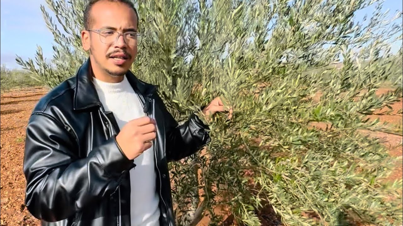 السقي ورش البور والزنك خلال مرحلة التزهير /سيكون موسم إنتاجه غزير ان شاء الله 🫒🌿
