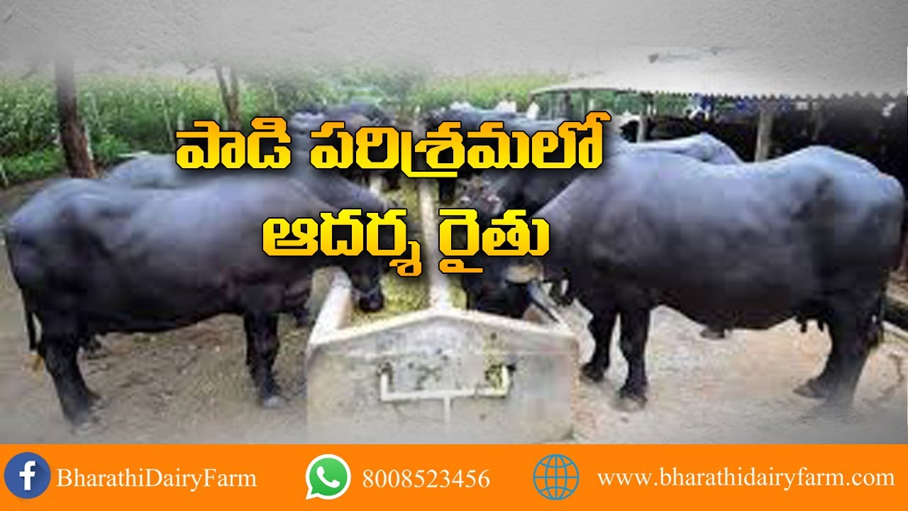Dairy Farming  Success Story of Dairy Farmer Manoj Reddy || Bharthi Dairy Farm
