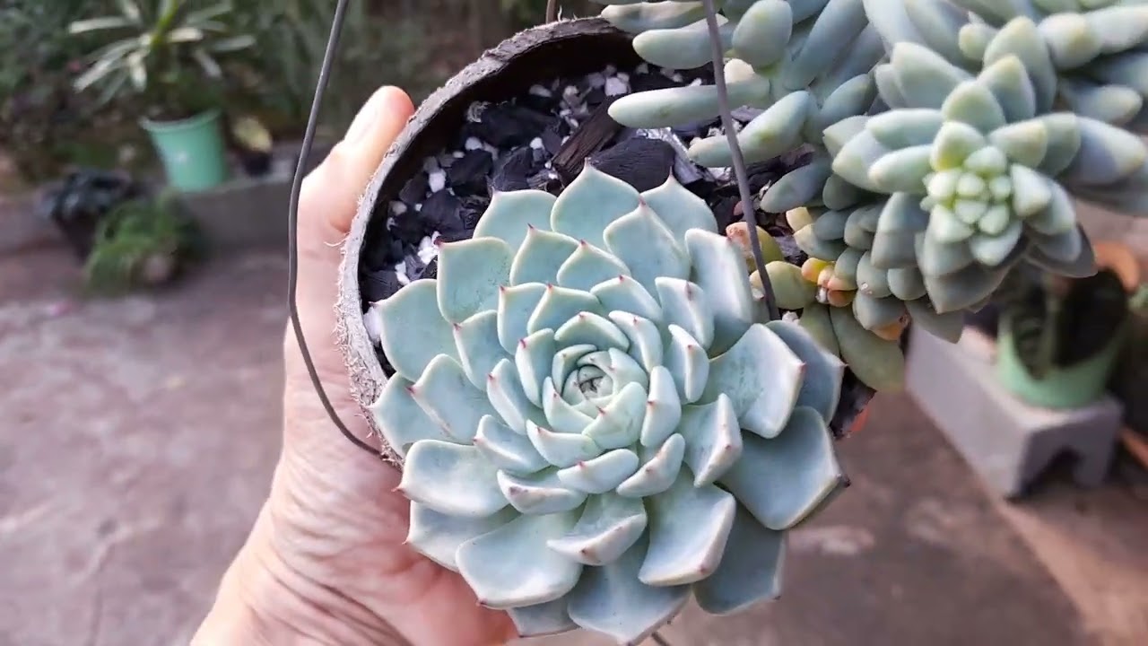 Infelizmente podei minha Sara Hime Botan e a Raindrops.