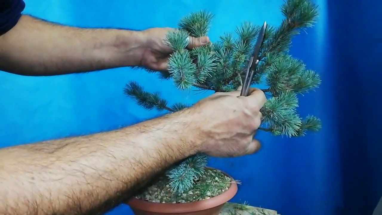 Limpieza de agujas en Pino blanco japonés o pinus pentaphylla. Goyomatsu.