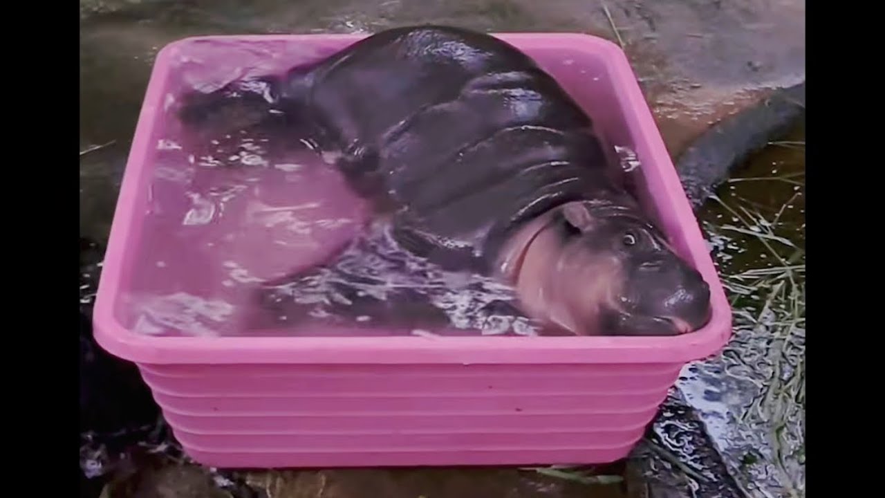 คลิปเต็ม! ไลฟ์สด #หมูเด้ง โคตรแสบ แอบลงอ่าง￼ ตอนพ่อนิคจะกลับบ้าน!! #pygmyhippo #สวนสัตว์เปิดเขาเขียว