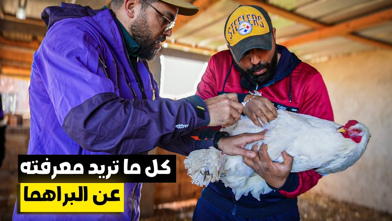 تلقيح البراهما trt4 / ترميم سقف المستودع الكبير