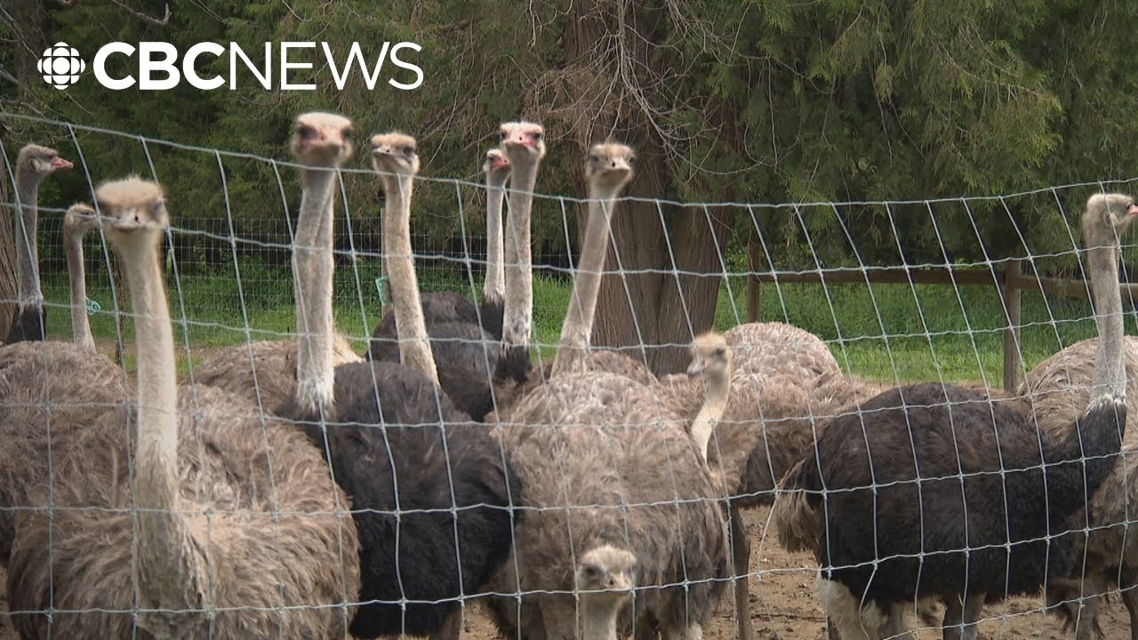 Creditors circle as cull controversy shines light on B.C. ostrich farmers' unpaid bills