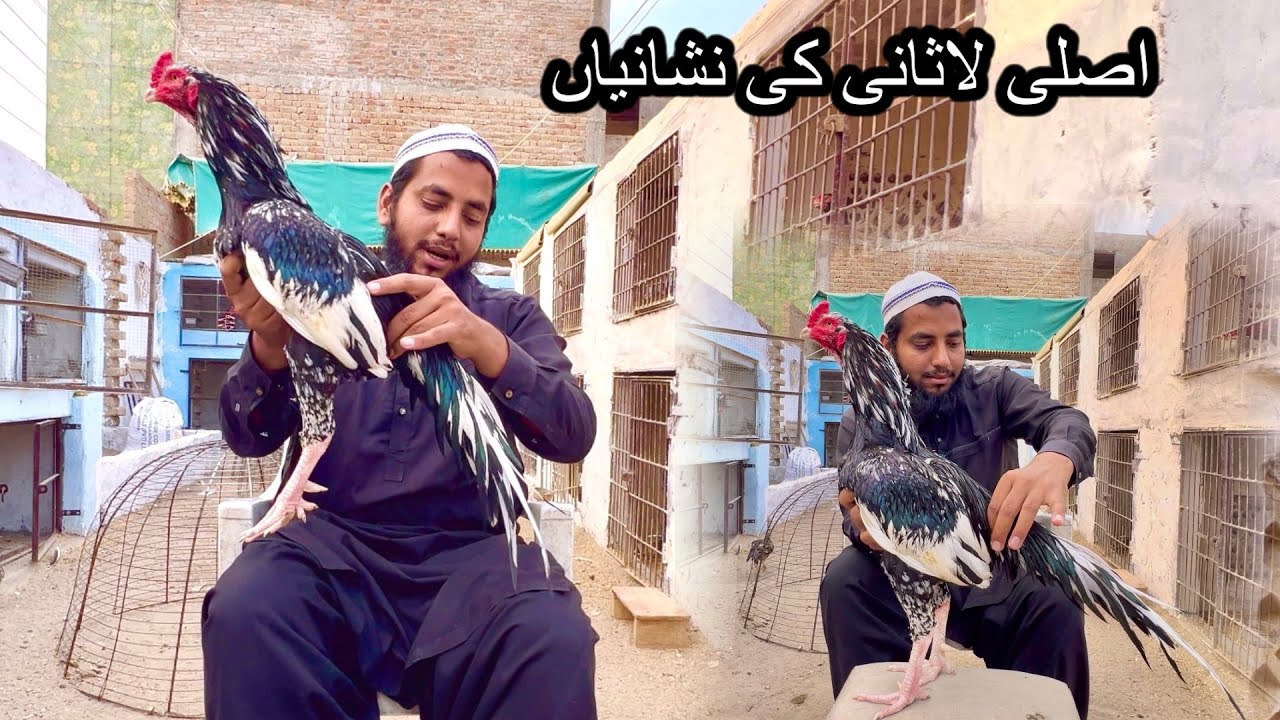 Asli Lassani Ki Nishaniyaan / بزنس کیکئے کونسا برڈ لیں 😳