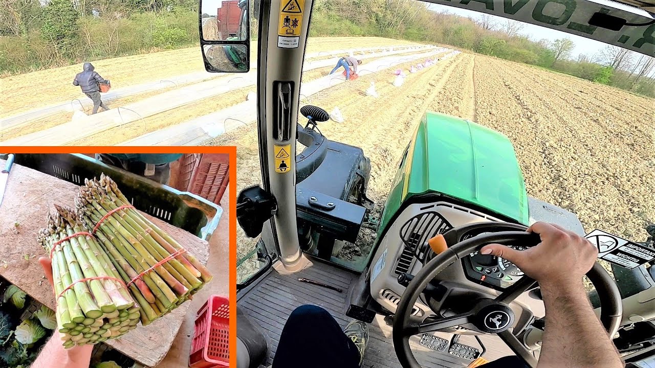 La Rubrica dell'Orticoltore | La raccolta degli Asparagi