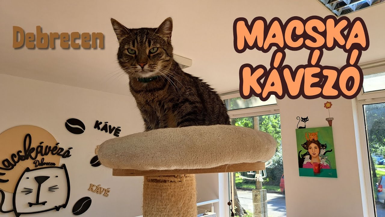 Macska kávézó ☕ Debrecen
