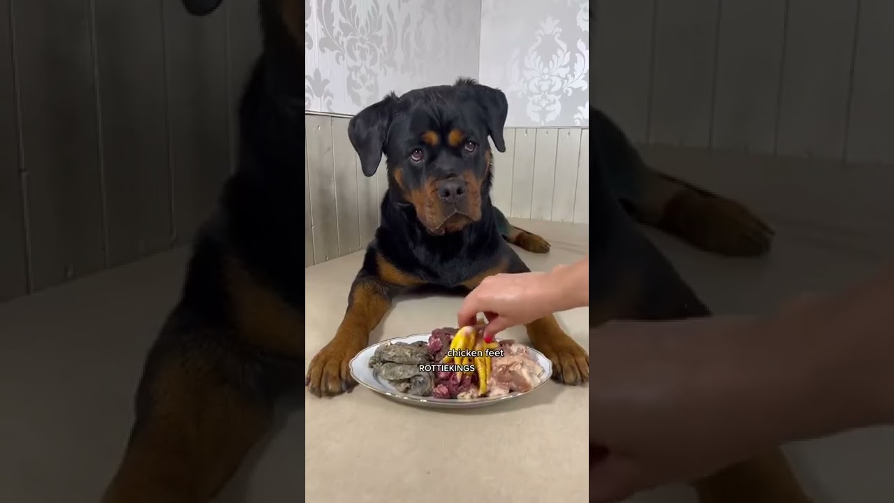 asmr cute dog eating videos #72