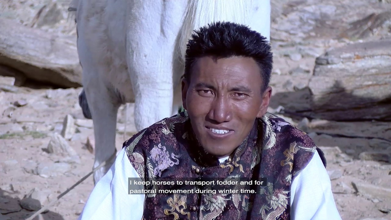 HORSE - Tsering Wangmo
