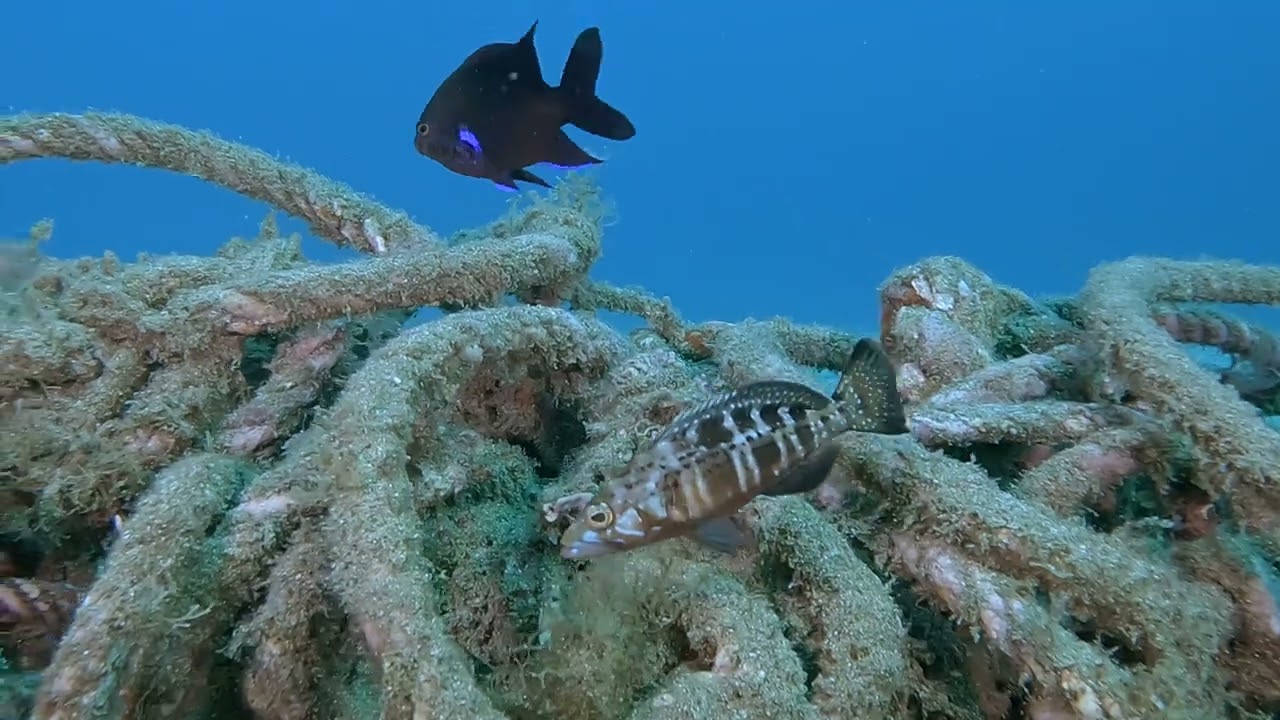 Buceo en Gran Canaria - Sardina del Norte 26 y 27 de Agosto 2023