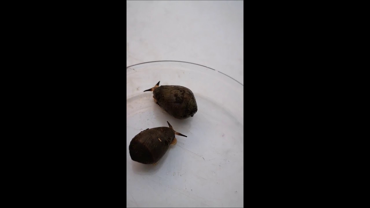 Gaster&oacute;podo en movimiento (molusco pulmonado)