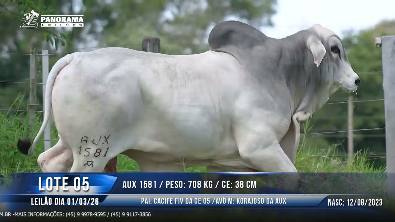 LOTE 05