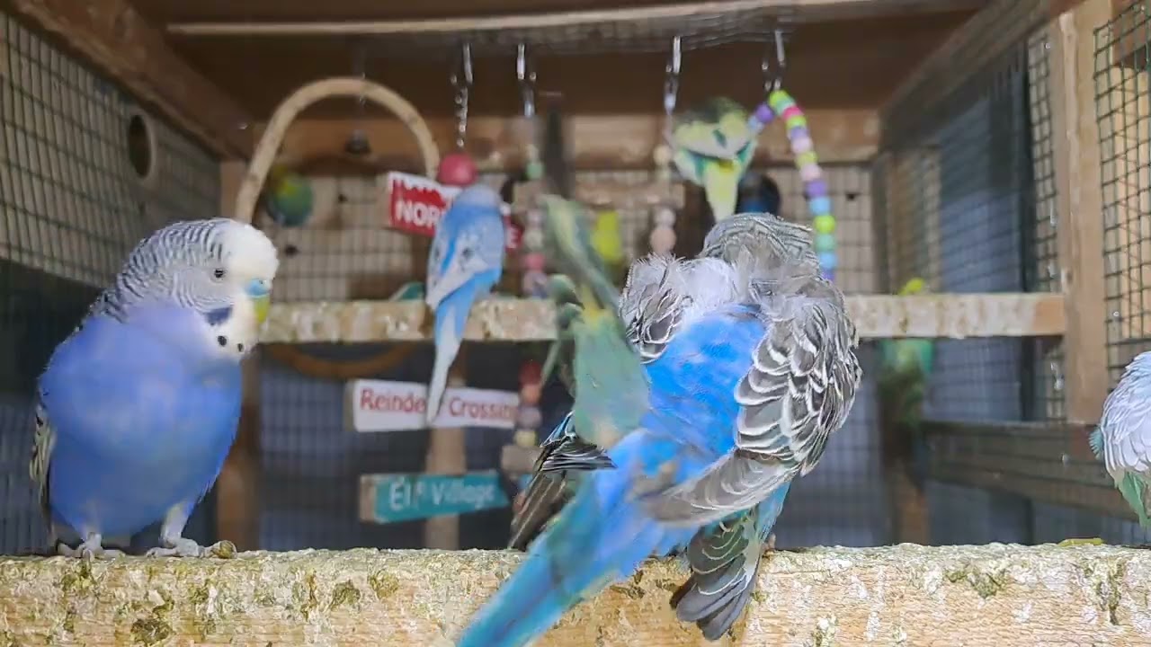 Parrot little babies