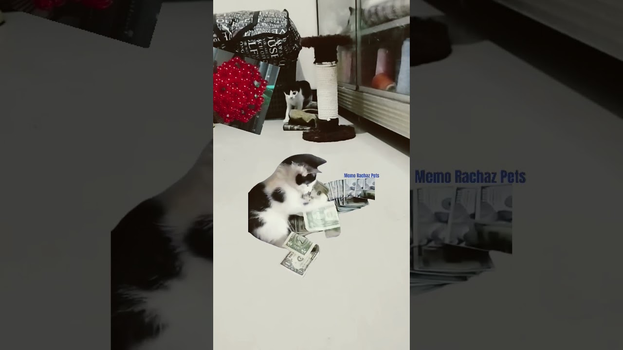 Fyp Cats👍😻😹#funnycats#fypcats#happycats#milionairecat#moneycat#catgoodluck#subcribemychannel#thxsomc