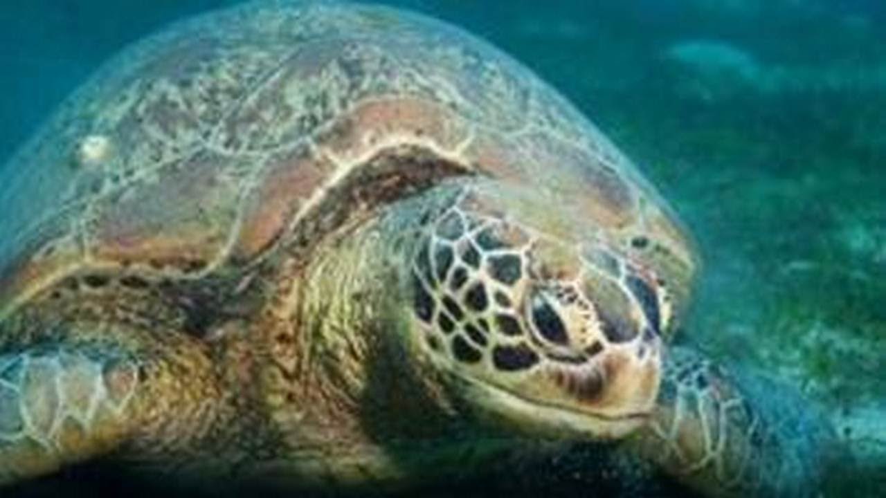 Surgeons remove 915 coins devoured by the Thai sea turtle.
