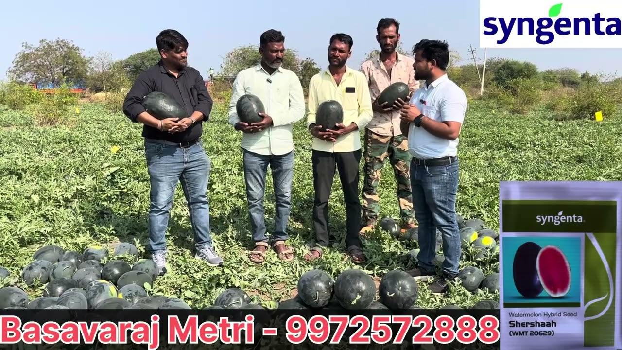  ಸಿಂಜೆಂಟಾ ಶೇರ್ ಶಾ ಕಲ್ಲಂಗಡಿ - ಅಧಿಕ ಇಳುವರಿ ಹೆಚ್ಚು ಲಾಭ ಮತ್ತು ಕಡಿಮೆ ಖರ್ಚು 