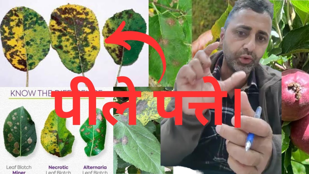 Marssonina Blotch and Alternaria Leaf Spot को केसे रोकें । by Dimple Panjta.