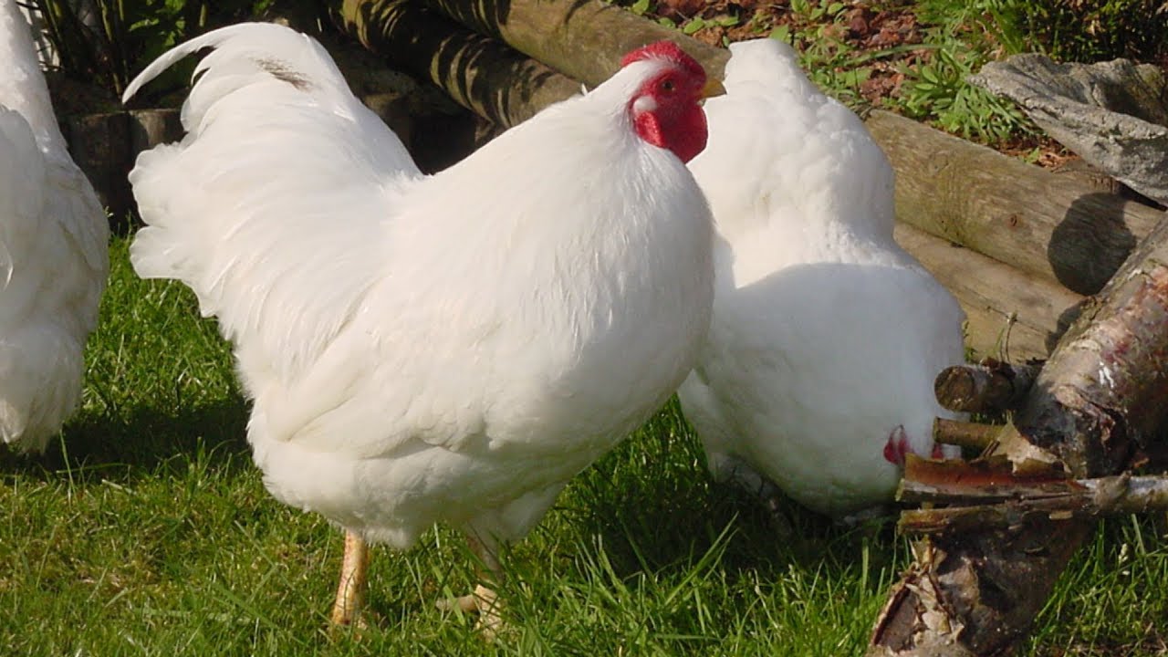 Chantecler Chickens | Dual Purpose Winter Layers