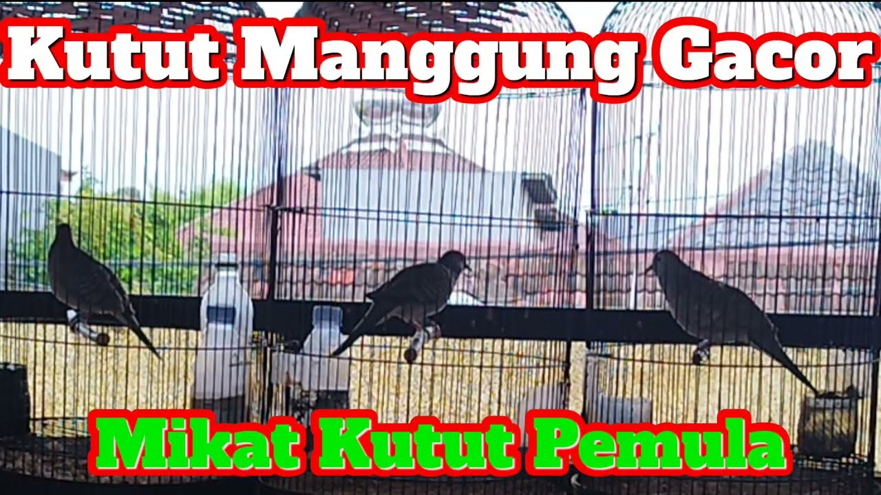 Kutut Manggung Gacor Mikat Kutut Pemula 