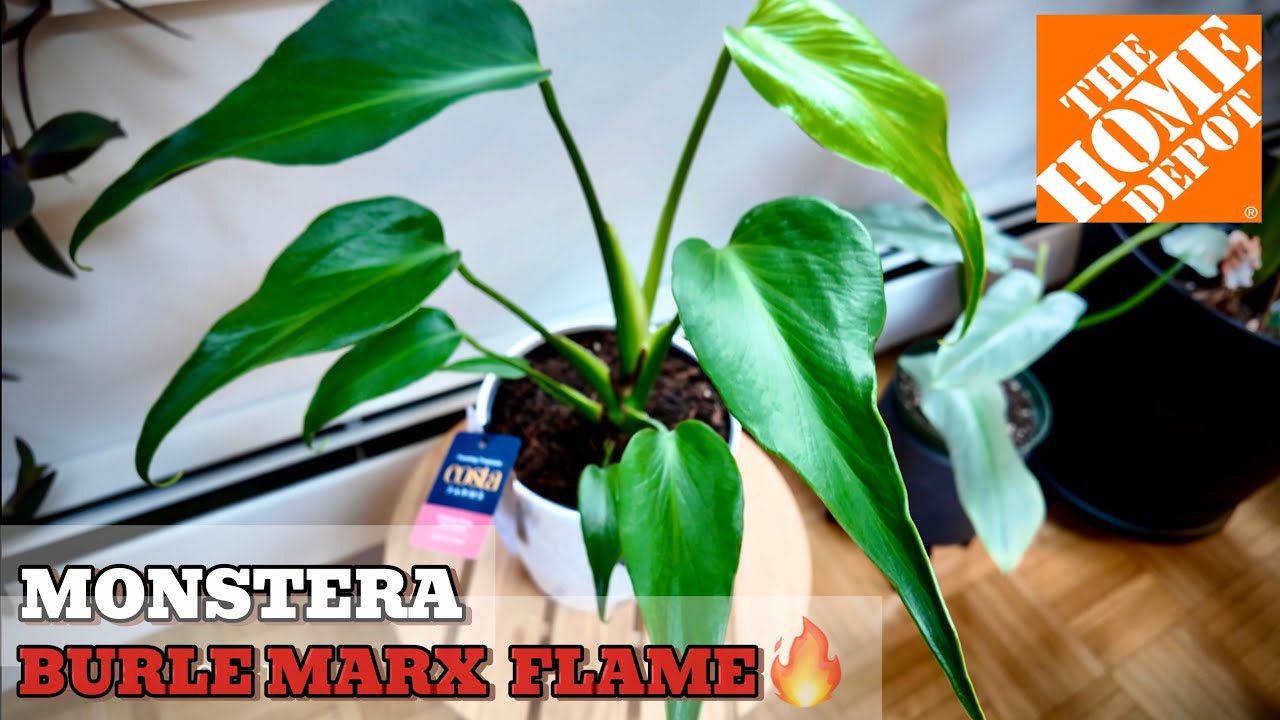 Monstera Burle Marx FLAME | SO AFFORDABLE!!