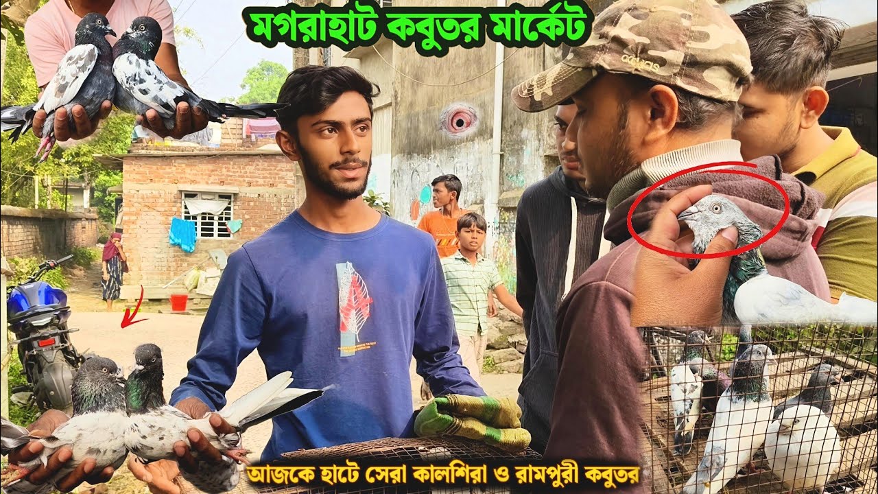 রবিবারের মগরাহাট মানে হাই ফ্লাইং গিরিবাজ কবুতর | আজকে হাটে সেরা কালশিরা ও রামপুরী কবুতর