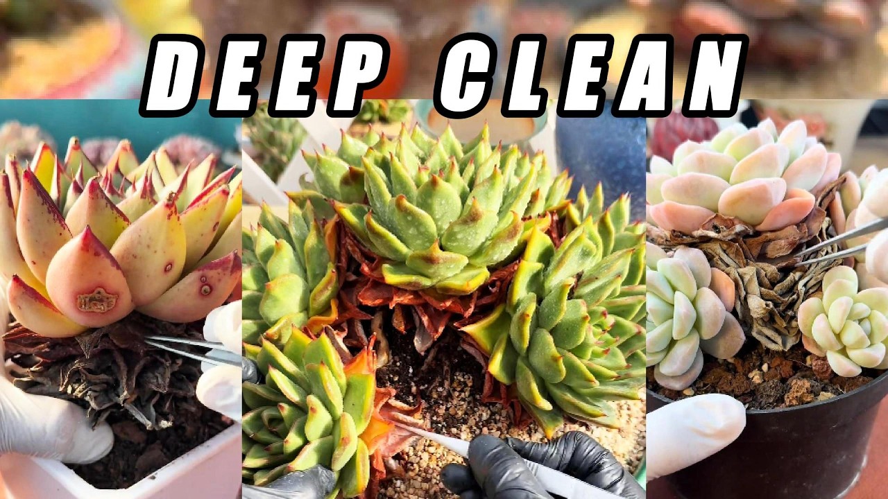 ULTRA CRUNCHY 🌵 Massive Succulent Deep Clean | Satisfying Leaf Removal ASMR (No Talking)