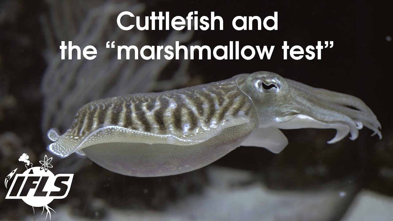 Cuttlefish and the Marshmallow Test