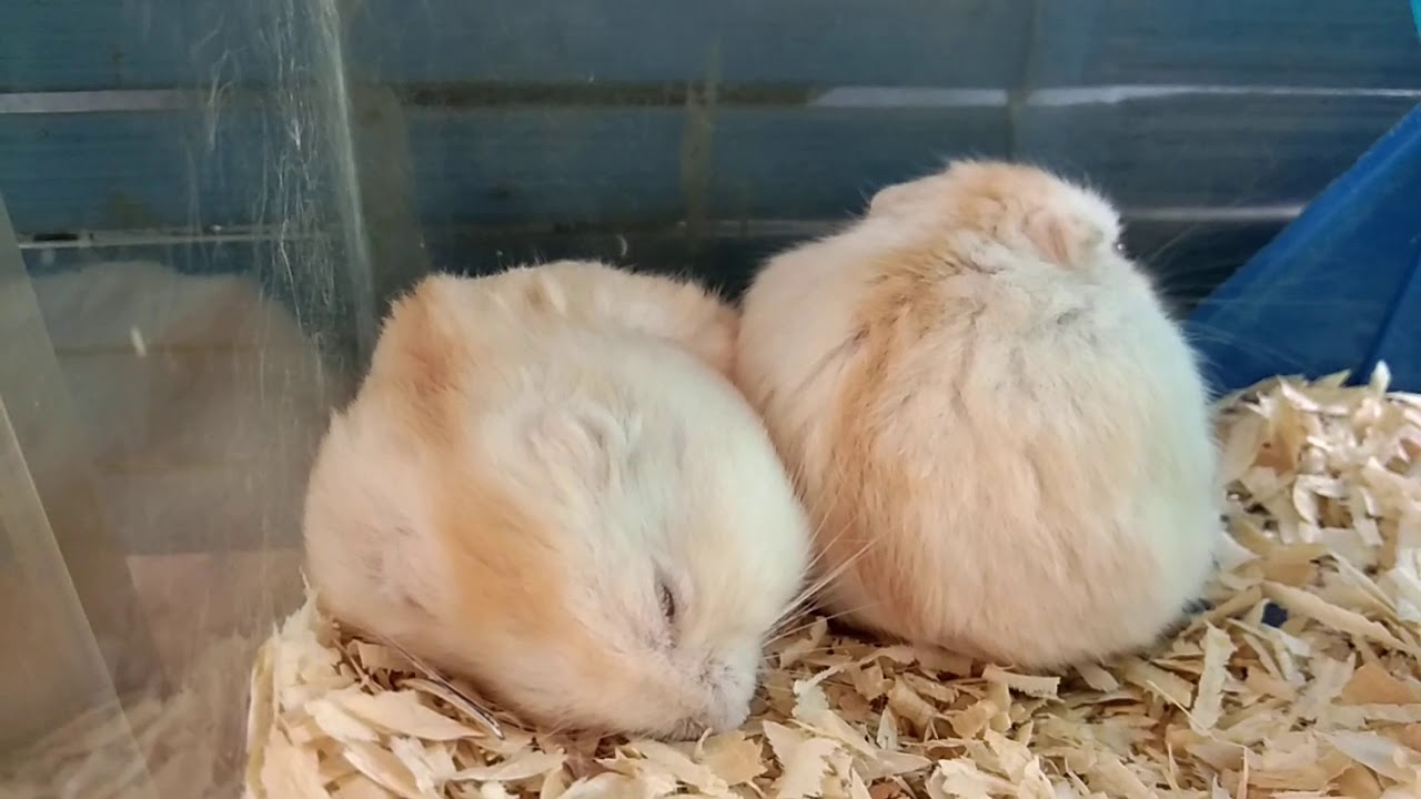 Hamster winter golden red eyes